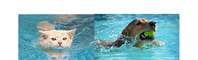 escalera piscina salva mascotas HAYWARD